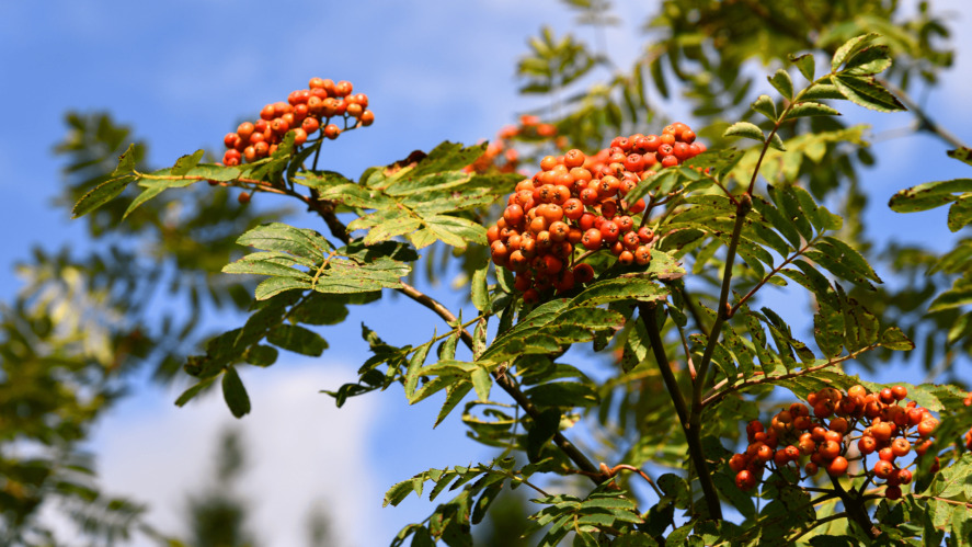 Tree Trivia and ID Quiz - Can You Identify Them All?