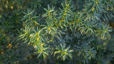 Tree Trivia and ID Quiz - Can You Identify Them All?