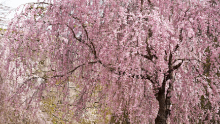 Tree Trivia and ID Quiz - Can You Identify Them All?