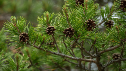 Tree Trivia and ID Quiz - Can You Identify Them All?