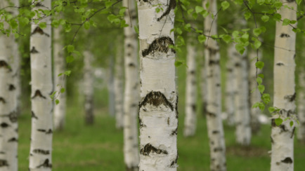 Tree Trivia and ID Quiz - Can You Identify Them All?