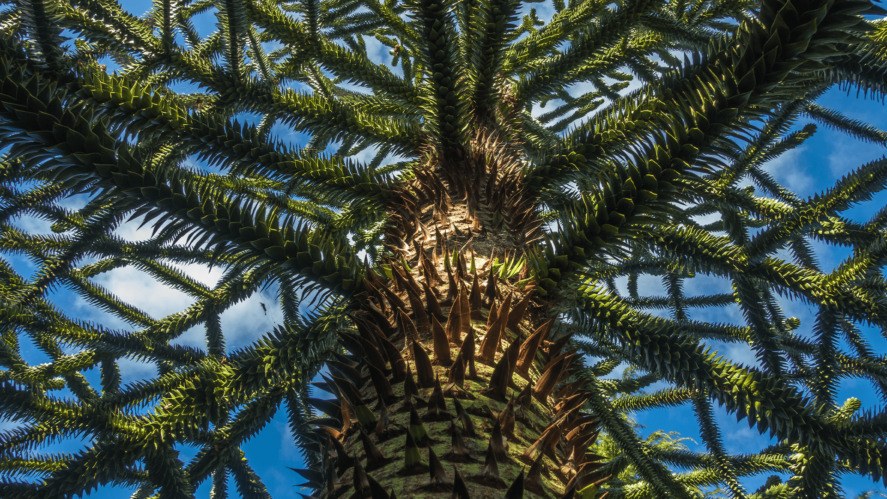 Tree Trivia and ID Quiz - Can You Identify Them All?