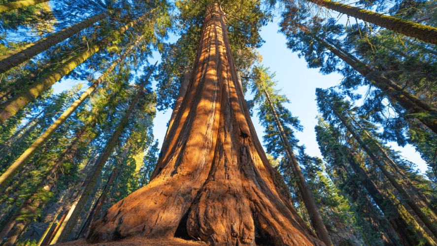 Tree Trivia and ID Quiz - Can You Identify Them All?