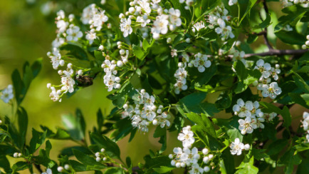 Tree Trivia and ID Quiz - Can You Identify Them All?