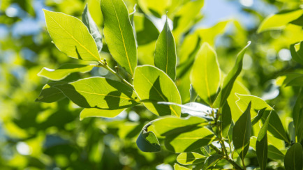 Tree Trivia and ID Quiz - Can You Identify Them All?