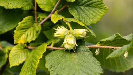 Tree Trivia and ID Quiz - Can You Identify Them All?