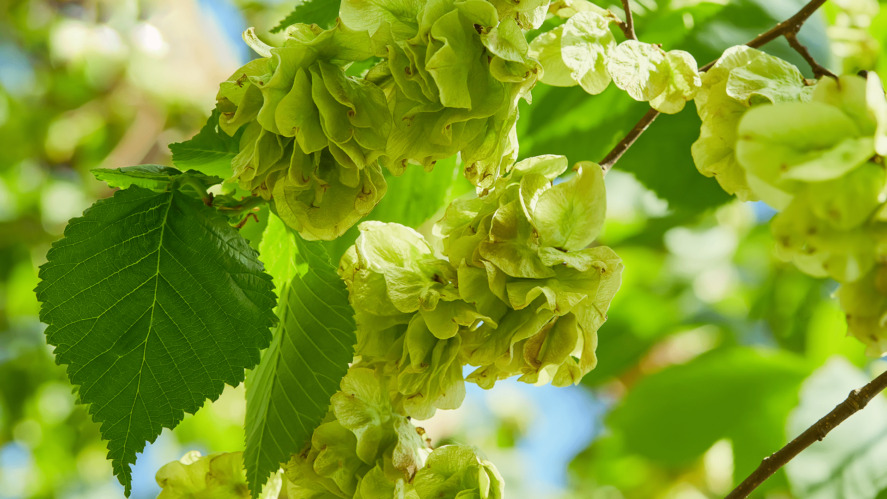 Tree Trivia and ID Quiz - Can You Identify Them All?